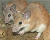 Group of small brown mice