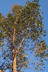 Tall green tree against a blue sky