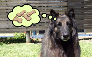 arrow the dog thinks 4