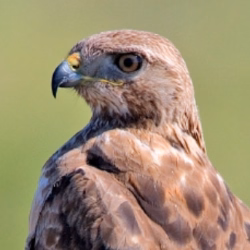hawk